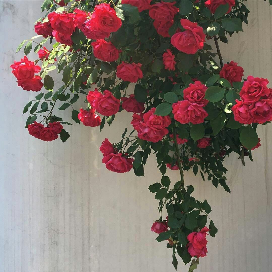 صباح النوررررر وعبق الزززززززهووووور 🍂🌸🌸