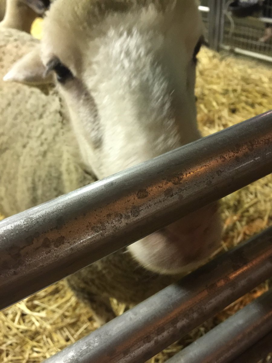PSweede's tweet photo. Thank God for these animals! Thank God for the farm and that children get to learn About where their food comes from! I teach children at Centennial Farm. https://t.co/gqasLnpyWe