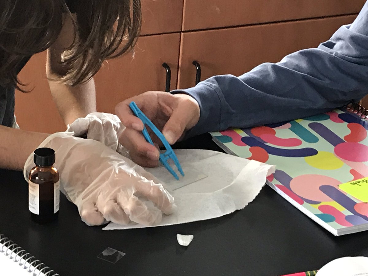 HeckelScience's tweet image. 8C students work together to practice their #microscope and wet-mount slide making skills. Tomorrow - paramecia! @TeachVerona @HBW_Verona #iteachscience