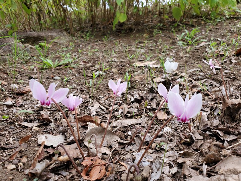 国営昭和記念公園 Auf Twitter 花木園展示棟前の植栽地で原種系のシクラメンの花が咲いています 秋咲の野生種でヘデリフォリュームという品種です 株数は少ないですが 可愛いお花をお楽しみいただけます 昭和記念公園 原種シクラメン ヘデリフォリューム 天気