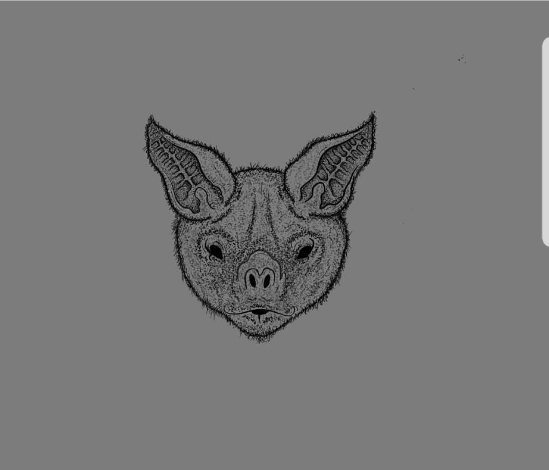 I drew this vampire bat today in honor of #October and #Inktober2019 thanks for the prompt idea <a href="/lblovesrocks/">Leah</a>!
#blackwork #art #beginnerartist #vampire #bat