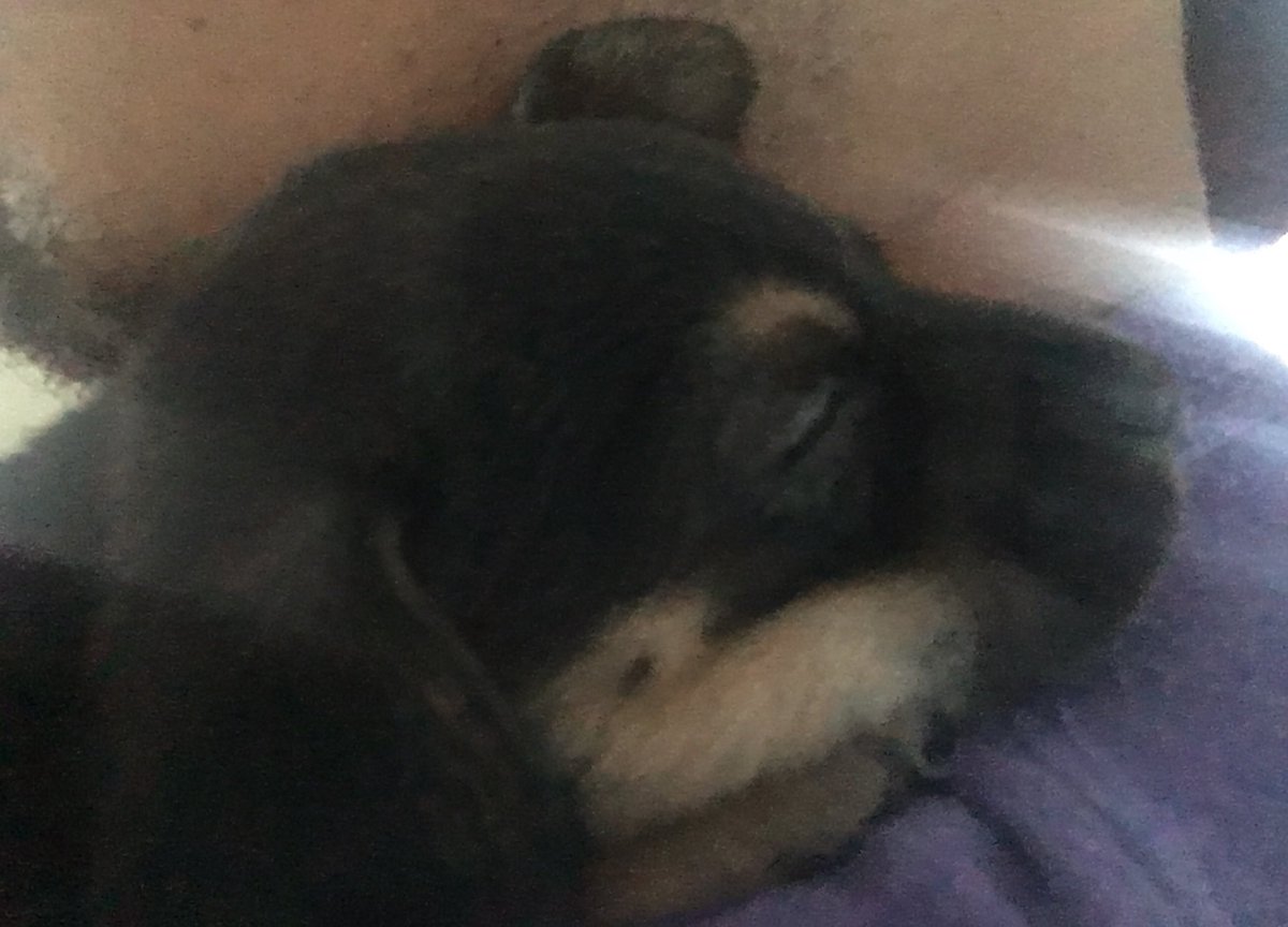 PHARINDIPIDY's tweet photo. one day at a time #luna | ive got you ❤️ #puppylove #pharin_luna https://t.co/Wsu4OCm7po