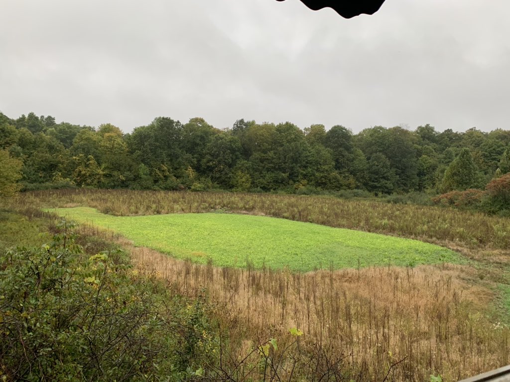 chappe1977's tweet photo. The only thing missing from making this picture even better is the deer. But can’t help but to feel grateful that it’s hunting season. Love seeing my food plots turn out. #plotmaster https://t.co/a6Qg5swUo5