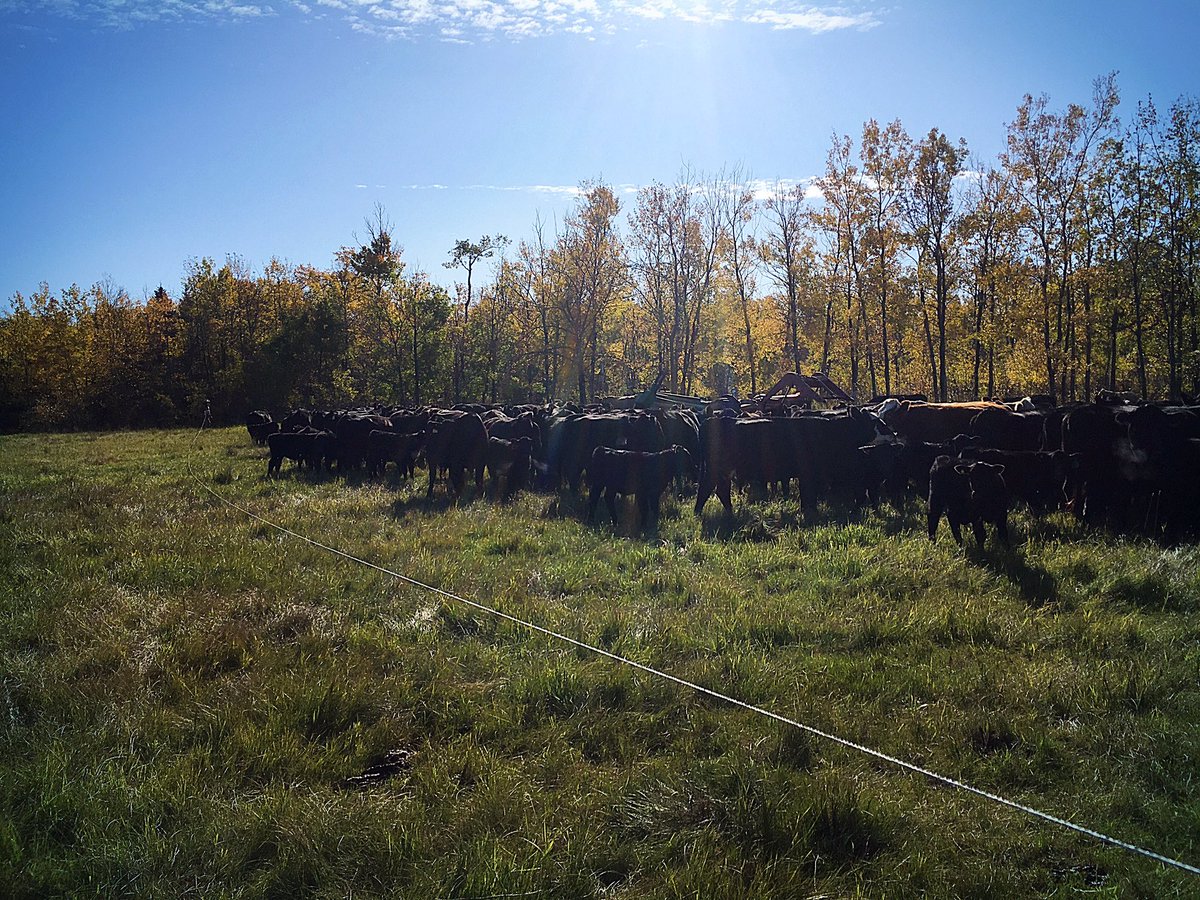 chuiko2's tweet photo. Moved the main herd into a bush paddock for a day. Using a temp reel/hotwire to bring up the backend sure makes it easy. #niceandslow #putthelongfacesaway #gograze Then back to fall fencing projects after a quick lunch. #beautifulday #thankful #OurFoodHasAStory #saskbeef #oct2 https://t.co/L3c0Tr5yNw