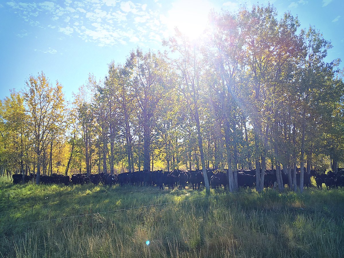 chuiko2's tweet photo. Moved the main herd into a bush paddock for a day. Using a temp reel/hotwire to bring up the backend sure makes it easy. #niceandslow #putthelongfacesaway #gograze Then back to fall fencing projects after a quick lunch. #beautifulday #thankful #OurFoodHasAStory #saskbeef #oct2 https://t.co/L3c0Tr5yNw