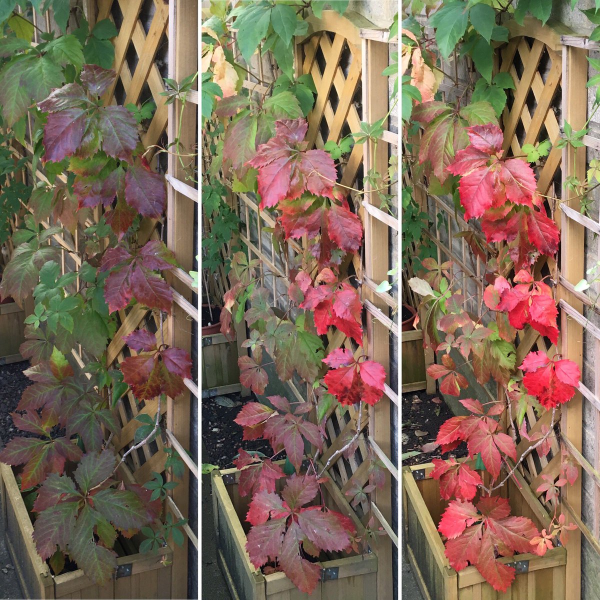 Jan_Lentzos's tweet photo. Virginia Creeper update...
The leaves are getting redder and redder☺️
🍁🍁🍁🍁🍁🍁🍁🍁🍁🍁#VirginiaCreeper #Update #Autumn #Foliage #Plant #LeafColour #LeavesTurning #InMyGarden #AllTheColours #LeavesChanging #ThingsThatMakeMeHappy #SimpleBeauty #Nature #CycleOfLife #OurGarden 🍁 https://t.co/caRjwvWDmS