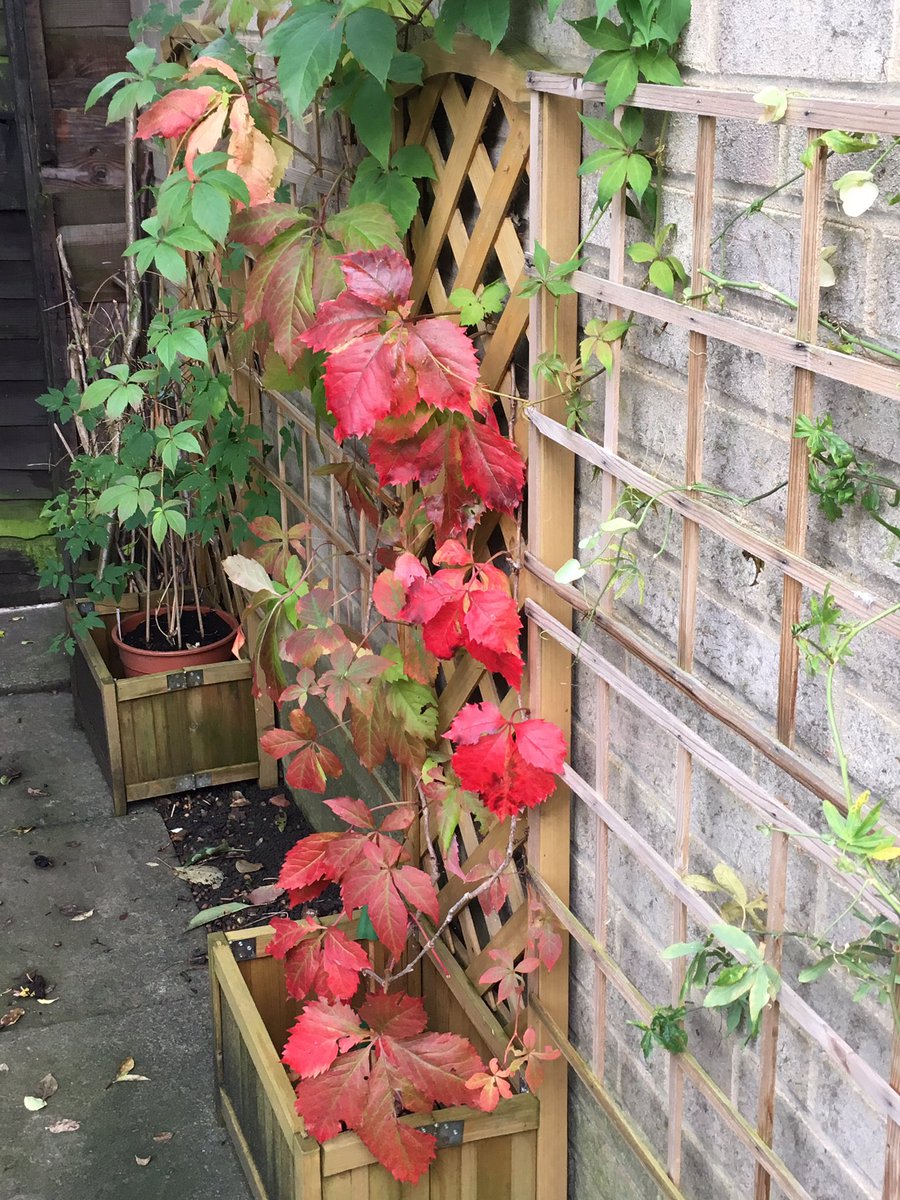 Jan_Lentzos's tweet photo. Virginia Creeper update...
The leaves are getting redder and redder☺️
🍁🍁🍁🍁🍁🍁🍁🍁🍁🍁#VirginiaCreeper #Update #Autumn #Foliage #Plant #LeafColour #LeavesTurning #InMyGarden #AllTheColours #LeavesChanging #ThingsThatMakeMeHappy #SimpleBeauty #Nature #CycleOfLife #OurGarden 🍁 https://t.co/caRjwvWDmS