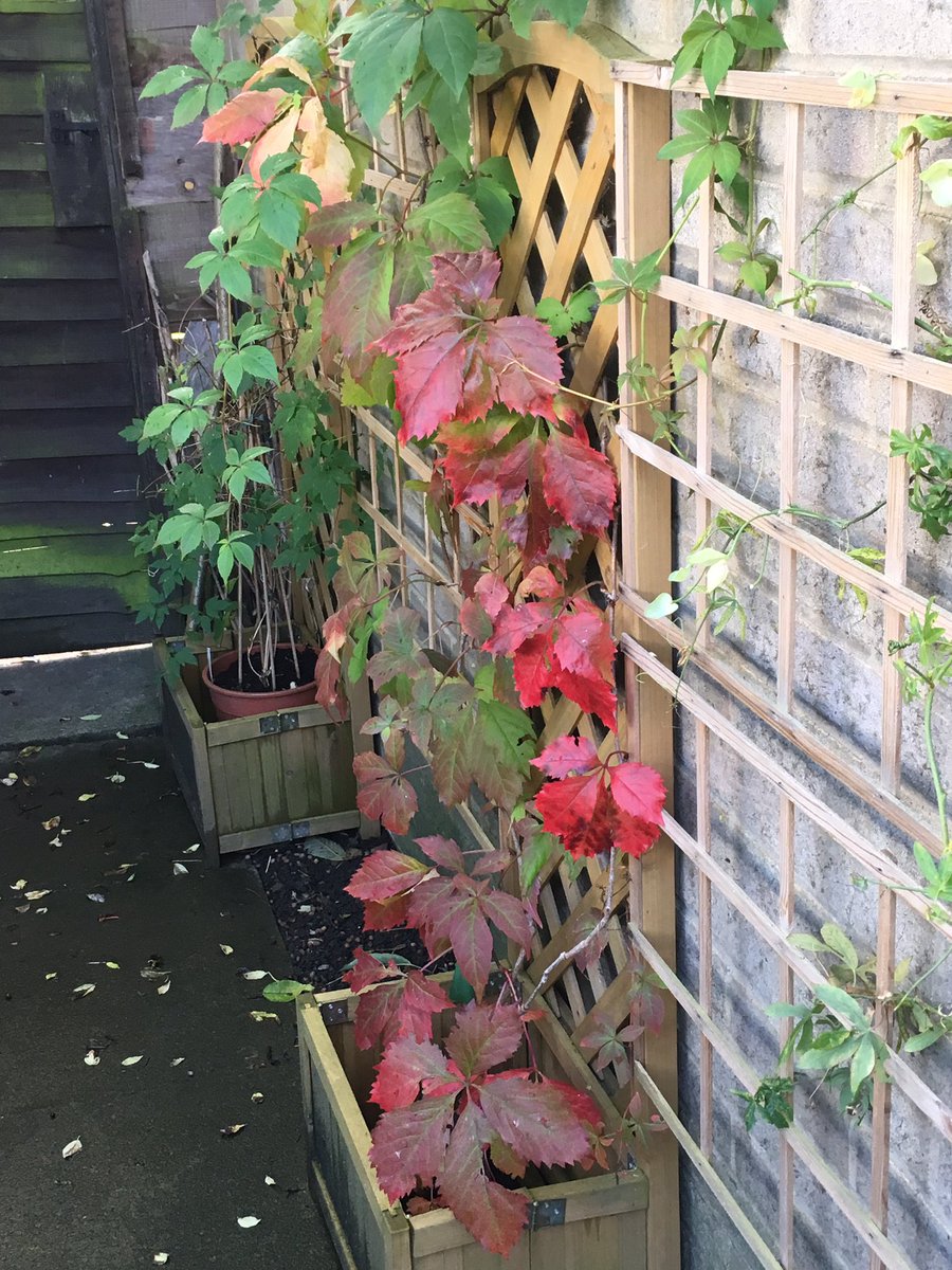 Jan_Lentzos's tweet photo. Virginia Creeper update...
The leaves are getting redder and redder☺️
🍁🍁🍁🍁🍁🍁🍁🍁🍁🍁#VirginiaCreeper #Update #Autumn #Foliage #Plant #LeafColour #LeavesTurning #InMyGarden #AllTheColours #LeavesChanging #ThingsThatMakeMeHappy #SimpleBeauty #Nature #CycleOfLife #OurGarden 🍁 https://t.co/caRjwvWDmS