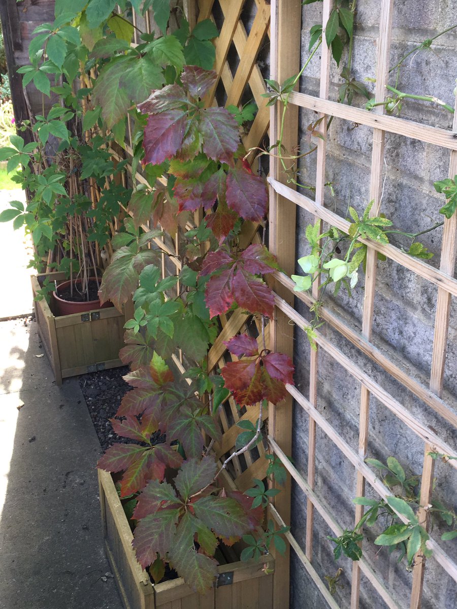 Jan_Lentzos's tweet photo. Virginia Creeper update...
The leaves are getting redder and redder☺️
🍁🍁🍁🍁🍁🍁🍁🍁🍁🍁#VirginiaCreeper #Update #Autumn #Foliage #Plant #LeafColour #LeavesTurning #InMyGarden #AllTheColours #LeavesChanging #ThingsThatMakeMeHappy #SimpleBeauty #Nature #CycleOfLife #OurGarden 🍁 https://t.co/caRjwvWDmS