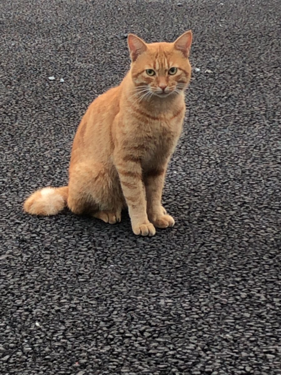 ノン吉 Pa Twitter 野良猫 地域猫 かわいい茶トラに会いました ホワッツマイケル