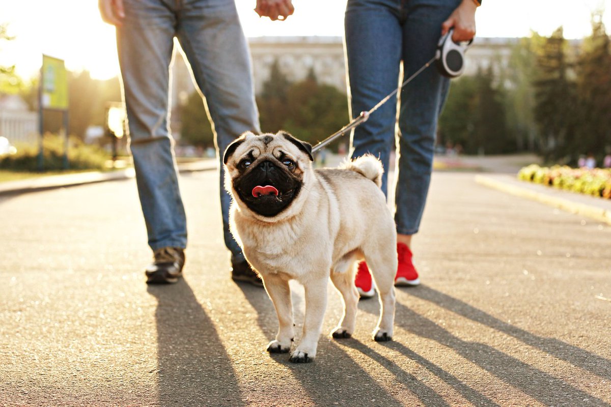 It is National Walk Your Dog Week! 🐾 Celebrate by reading some handy tips from Fear Free Pets on how to "Get Off the Path of Leash Resistance." 

Read on to learn more about leash training and be on your way to many adventures with your pup!
 
bit.ly/2ogJhhI