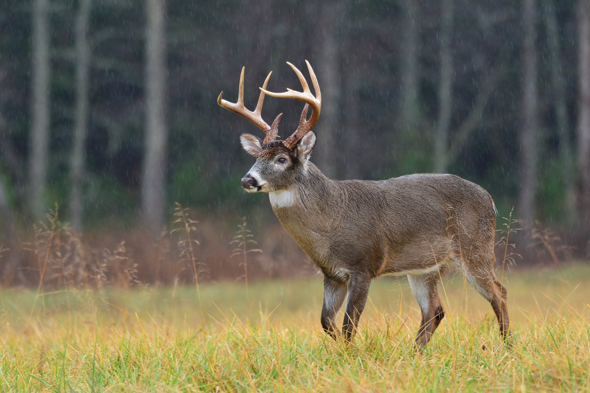 "DeerGro® worked great for us last season. It was the first time using the PlotStart® and PlotBoost® and it was very easy to use. I was surprised by how much PlotBoost® increased the growth of the plot. Great stuff and I'll be using it every year!" – Chris C. #happycustomer