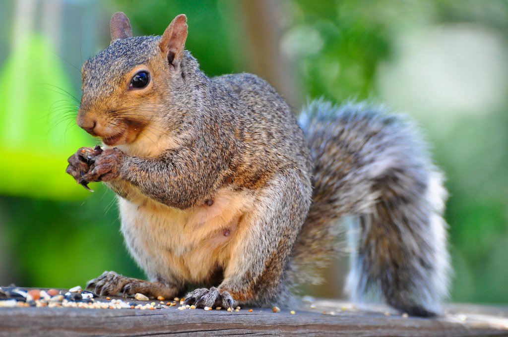 DailySquirrel__'s tweet photo. @bottomdennis🐿 https://t.co/G95s9rj5eP
