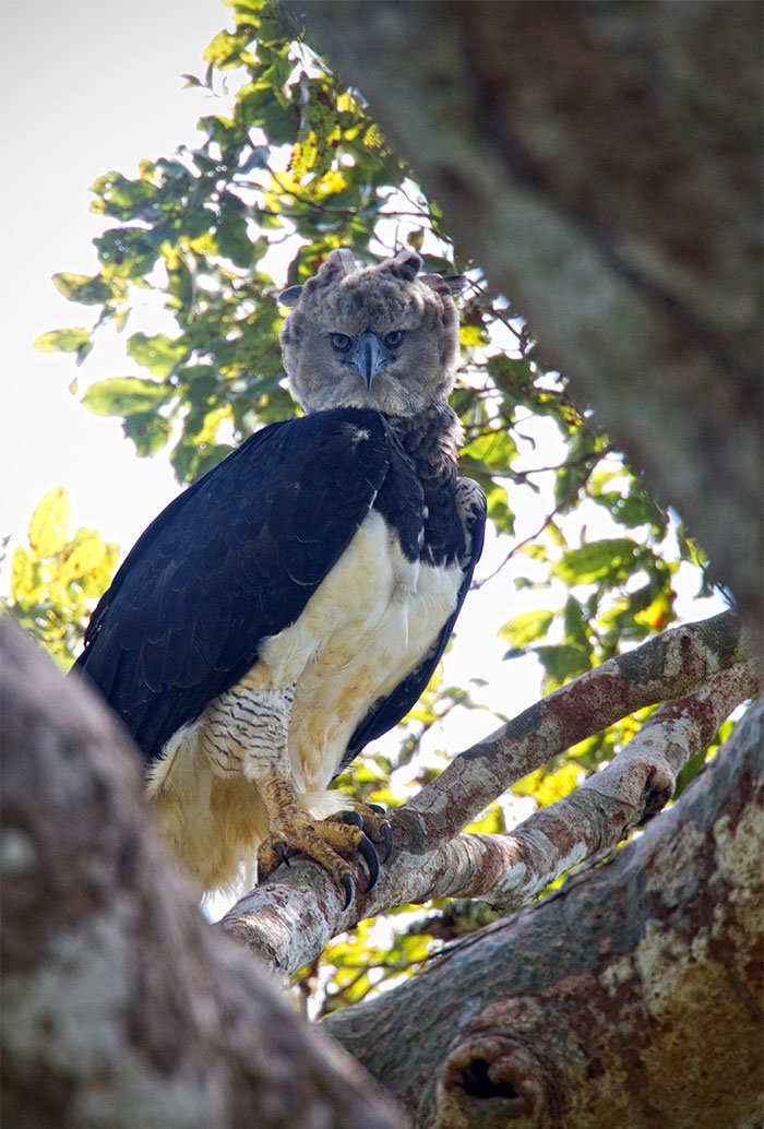 山田ホタテ בטוויטר 飛ぶ鳥では最大 最重量で 鳥類最強の握力を持つというオウギワシ Harpy Eagle T Co N4nw4jlspw