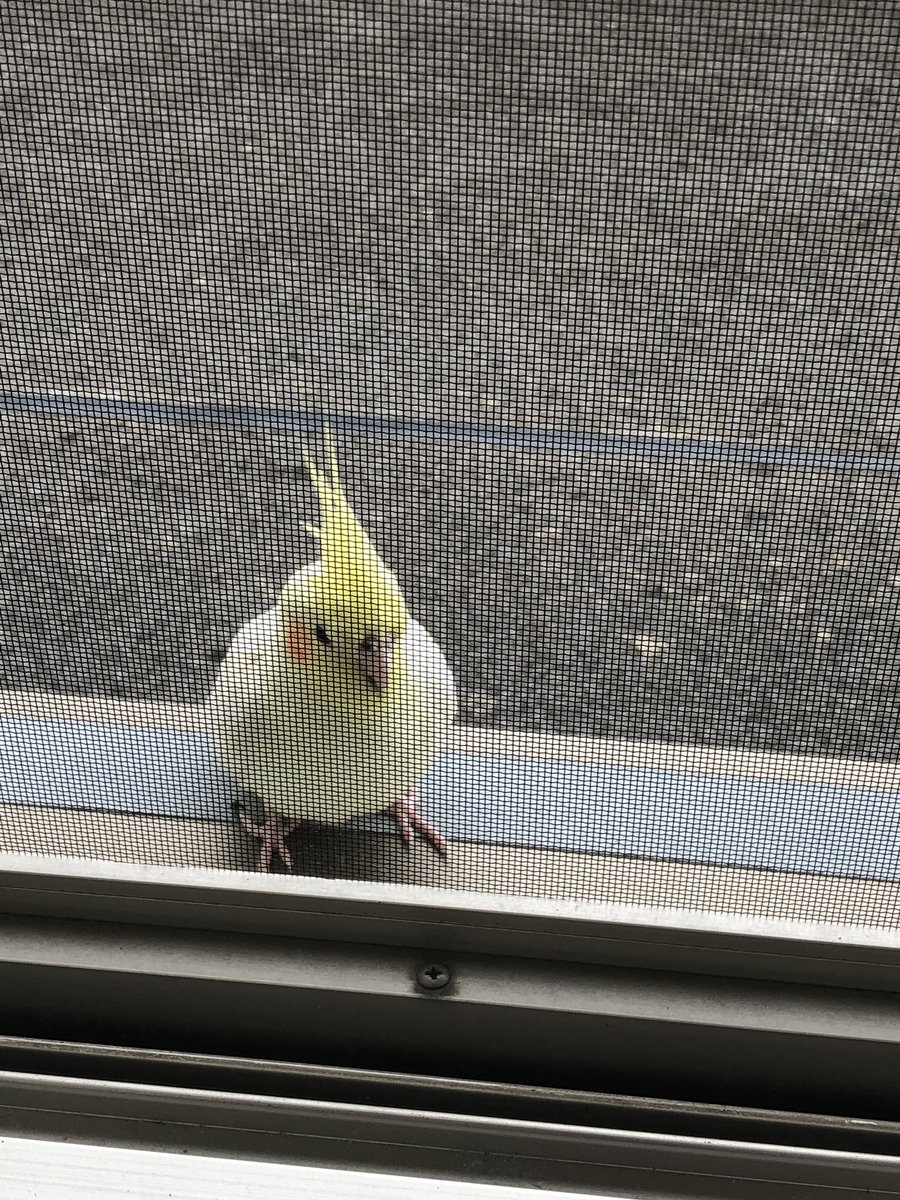 Rie0123Max's tweet photo. ベランダにインコがいます。場所は岐阜県大垣市です。誰か探していますか？ #インコ迷子 https://t.co/2HfjmP8m7N