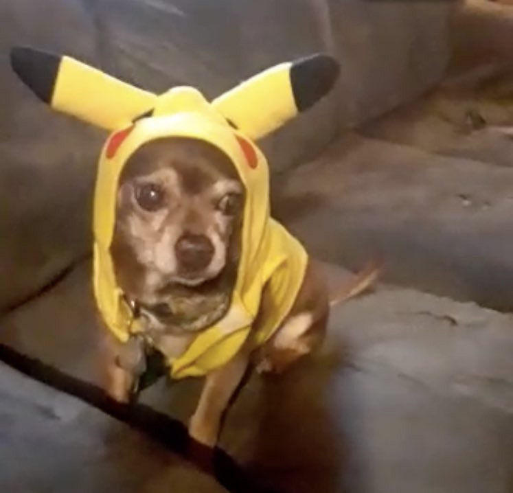 3milyeeee's tweet photo. Enjoy my dog in shitty meme format. Happy Halloween szn https://t.co/AF4Z09lpDy