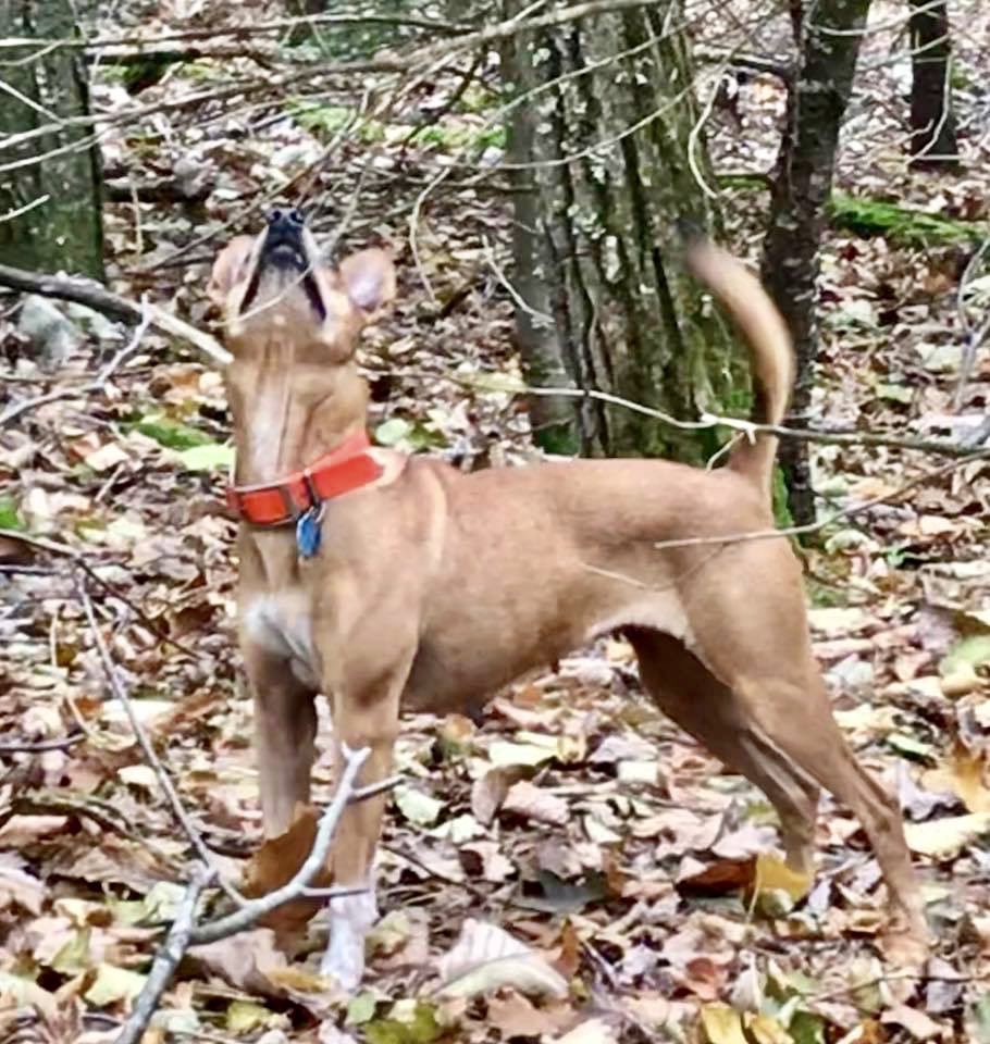GrayFeist's tweet photo. You won’t find many #dogtrainers that focus on #squirrelhunting #dogs. I am one. Raising &amp; #training specialist #squirrelhunters that excel at the job. 

https://t.co/NECgOFX9ml

#dogtrainer #dogtraining #squirreldogs #workingdog #workingdogs https://t.co/AK0AQ5AGe9