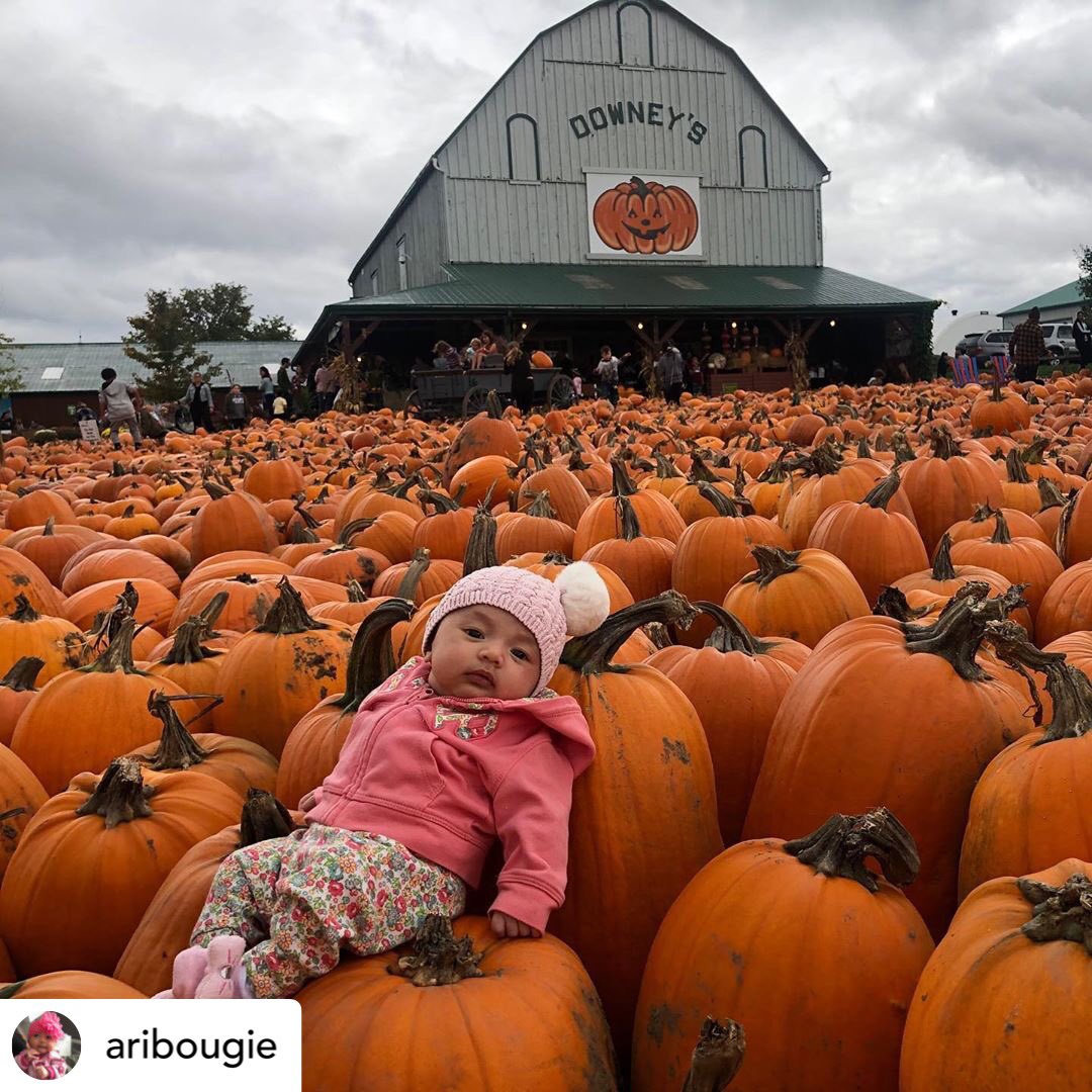 Repost: <a href="/aribougie/">Ari Bougie</a> My parents and Nonna hauled me down to the pumpkin patch this weekend at @downeysfarm Those things are cool! I’m feeling pretty cute, might carve a pumpkin later, idk 🔪🎃
.
.
#aribougie #6weeksold #downeysfarm #caledon #fall #futuremodel #pumpkinpatch