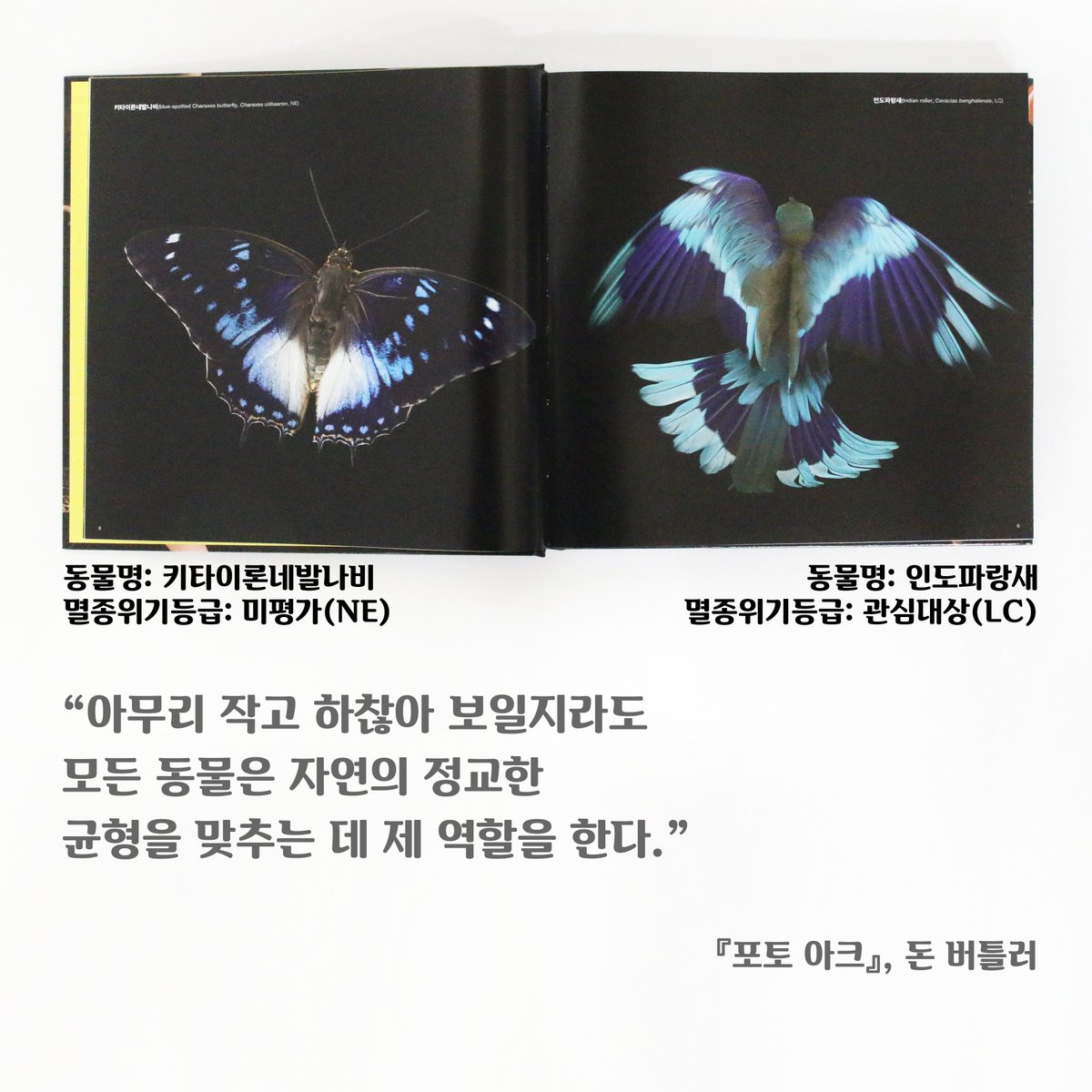 science_books's tweet photo. <날마다 포토 아크> 나비와 벌새 편
오늘은 나비와 벌새의 날입니다. 들판을 날아다니며 자연을 풍요롭게 가꿔주는 동물들이죠. 작은 몸집을 가졌지만 이들 또한 우리가 소중하게 여겨야할 동물들입니다. 사진은 키타이론네발나비와 인도파랑새입니다. 다른 종이지만 유사한 생김새를 가지고 있죠? https://t.co/V50M6LPzaW