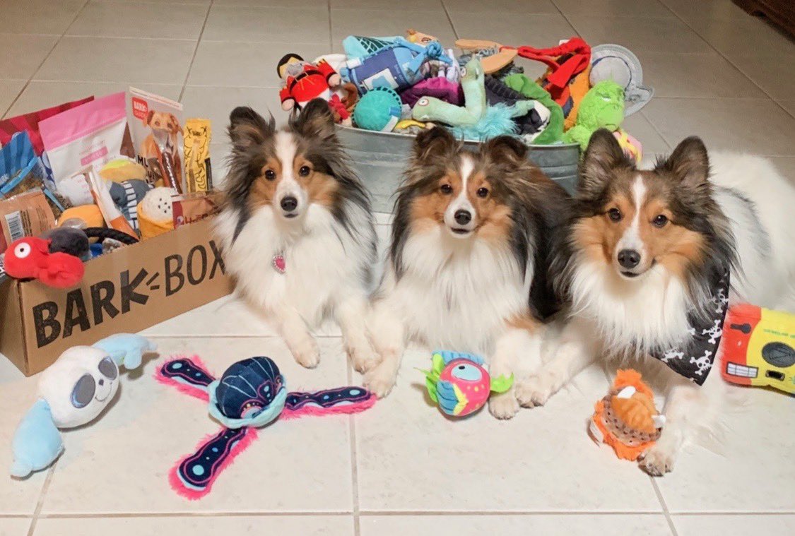 SunStateSheltie tweet picture