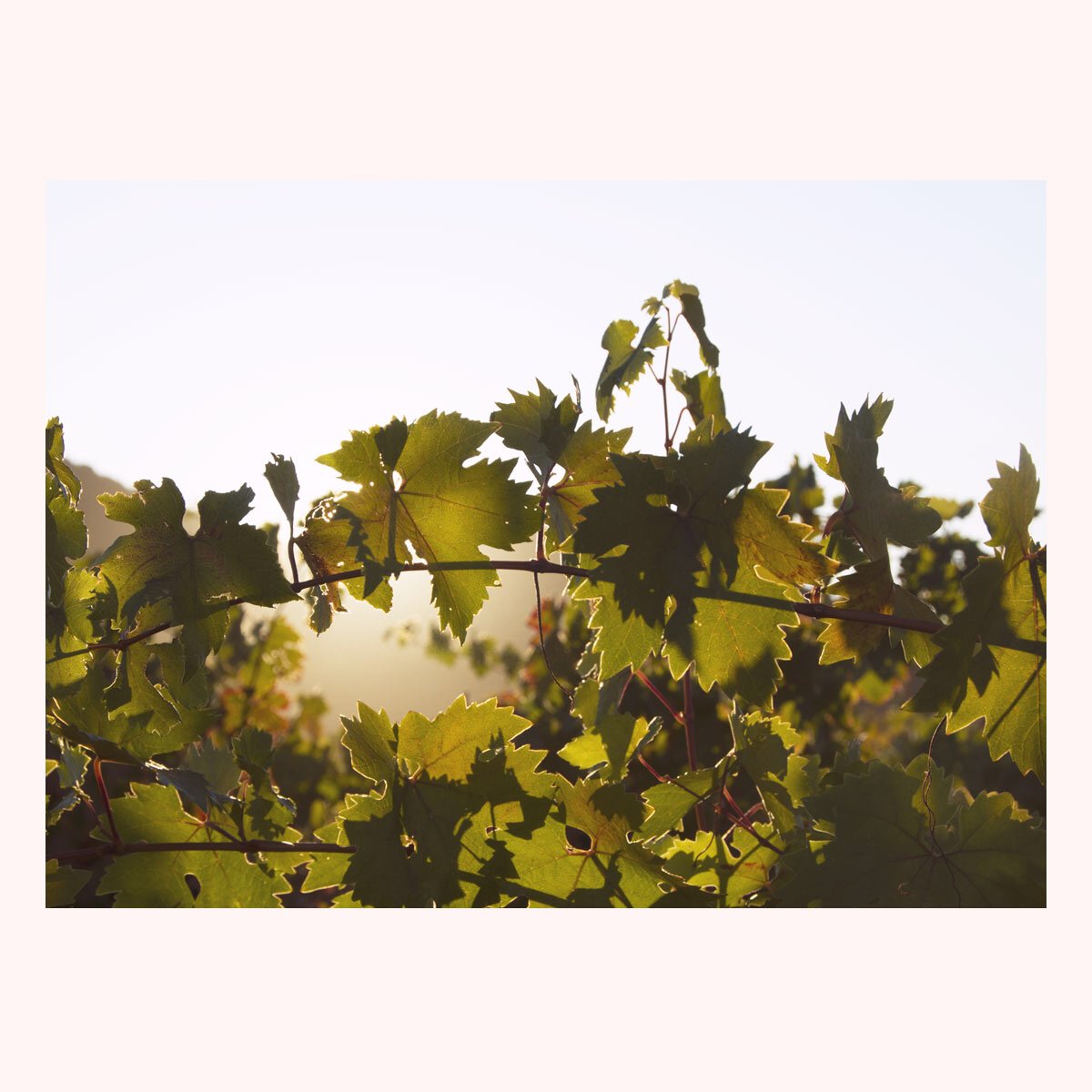 💫Catching the morning light magic in the vineyard #bacawines #forthezin #zinfandel #vineyard #napaharvest #calistoga #sunrise