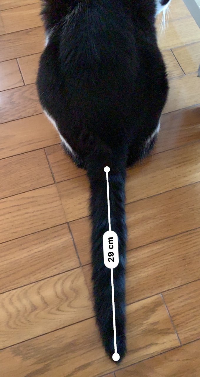 かぎシッポ Twitter Search Twitter
