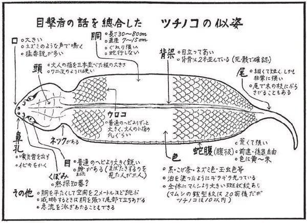 「逃げろ!ツチノコ」は昭和34年刊、伝説のUMAエッセイなのだ

食った轢いた祟られた、虚実渦巻くツチノコの影を、時に嫁にも逃げられながら追う男たちの笑いと涙の記録

美しい山の調査から、どこか夢幻的な情報の袋小路を彷徨った果て、人の業によって終焉を迎える様は、切なくも深い読み味なのだ〜 