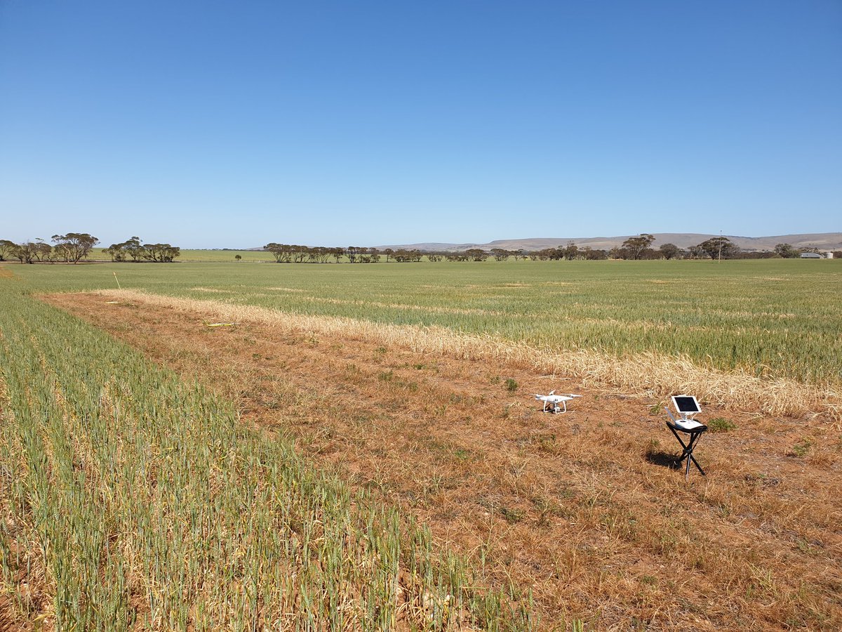 Stellar day at Angas Valley for a bit of #dronework