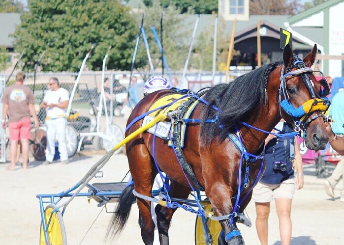 JessicaOtten1's tweet photo. Stag Party 😍
#lbj19 #harnessracing https://t.co/rRtMRkRvhT