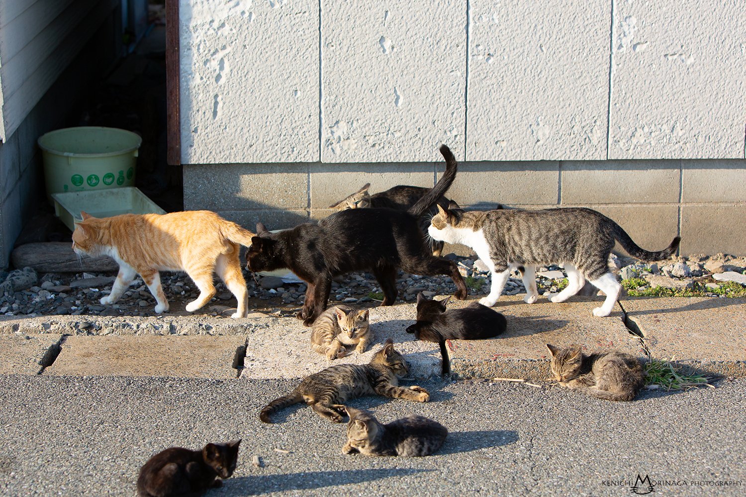 3 27nhk文化センター熊本写真講座開催 黒猫まみれ特盛号 インスタグラムフォロワー3 1万人 ネコ 同士の挨拶 お尻の匂いを嗅ぐ ネコ電車が連結していくのでした Hpはこちら T Co Ki1oxu0a0n 相島 島猫 Jeugia 天神カルチャーサロン