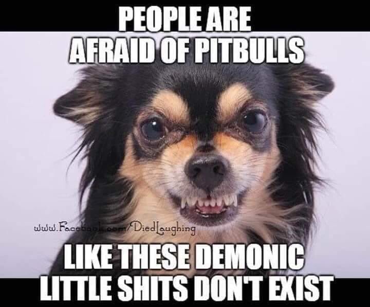 Natural Canines! (@aboriginal_co) on Twitter photo 