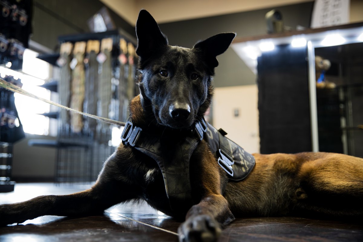 Bjorn is back for a visit at the facility getting comfy in his new #multicamblack K-9 StreetFighter vest.
#workingdog #malinois