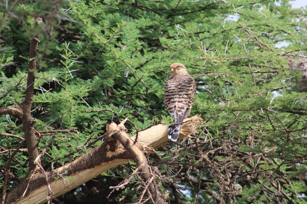 BushdriftersTz's tweet photo. Beautiful Bird of Tanzania
#Tanzania #tourism #Birdswatching 

#ThursdayMotivation https://t.co/n12izCQpeJ