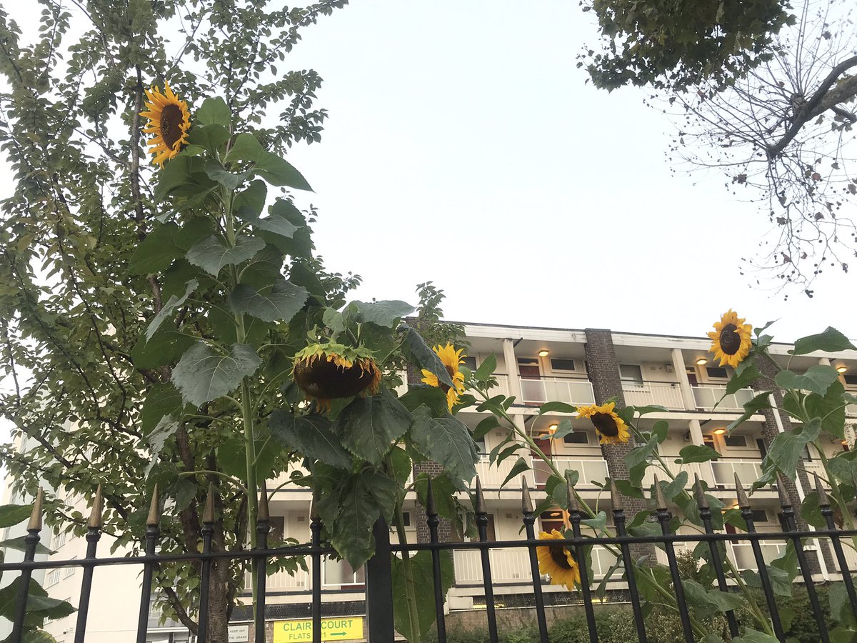 Beautiful sunflowers on Shoot Up Hill Watling Gardens! #nw2 #kilburn