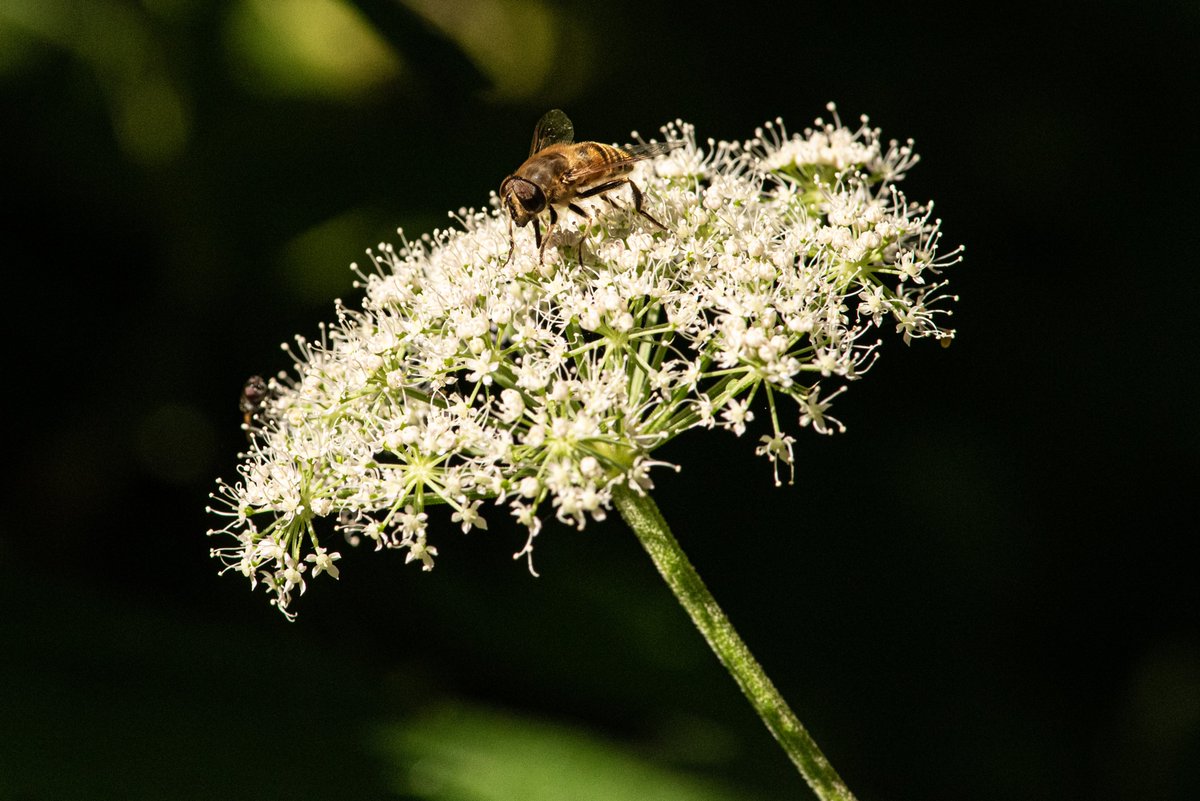 RamendraRoy4's tweet photo. Bee on a flower. @WoodchesterPark, #nikonphotography,
@nikonownermag, @NPhotomag, @AP_Magazine, #appicoftheweek, @wextweets https://t.co/kpWHHEjIHK