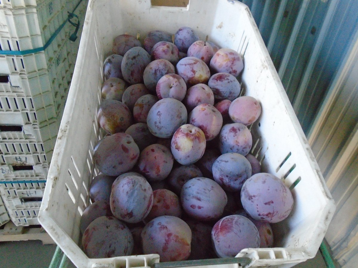 SimonianFruit's tweet photo. Flavor Fall plums our last variety of the season will be finishing this week #SFC #SIMCO #SimonianFruit #SimonianFruitCompany #FlavorFallPlums #FlavorFall #RedPlums #CaliforniaPlums #Plums #Plum #FreshPlums #FresnoCounty #SanJoaquinValley #CentralValley #California #FreshFruit https://t.co/0NyWOx9aYM