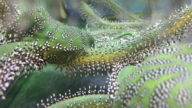 One of our creepy crawly clean up crew critters!

#cairnsmarine #brittlestarfish #reeftankinverts 
#allmymoneygoestocoral #allmymoneygoestofish 
#reef #reefaquarium #aquariumfish #marineaquarium #reeftank #saltwateraquarium #fishtank #aquariumlife #fisht… ift.tt/2oHURms