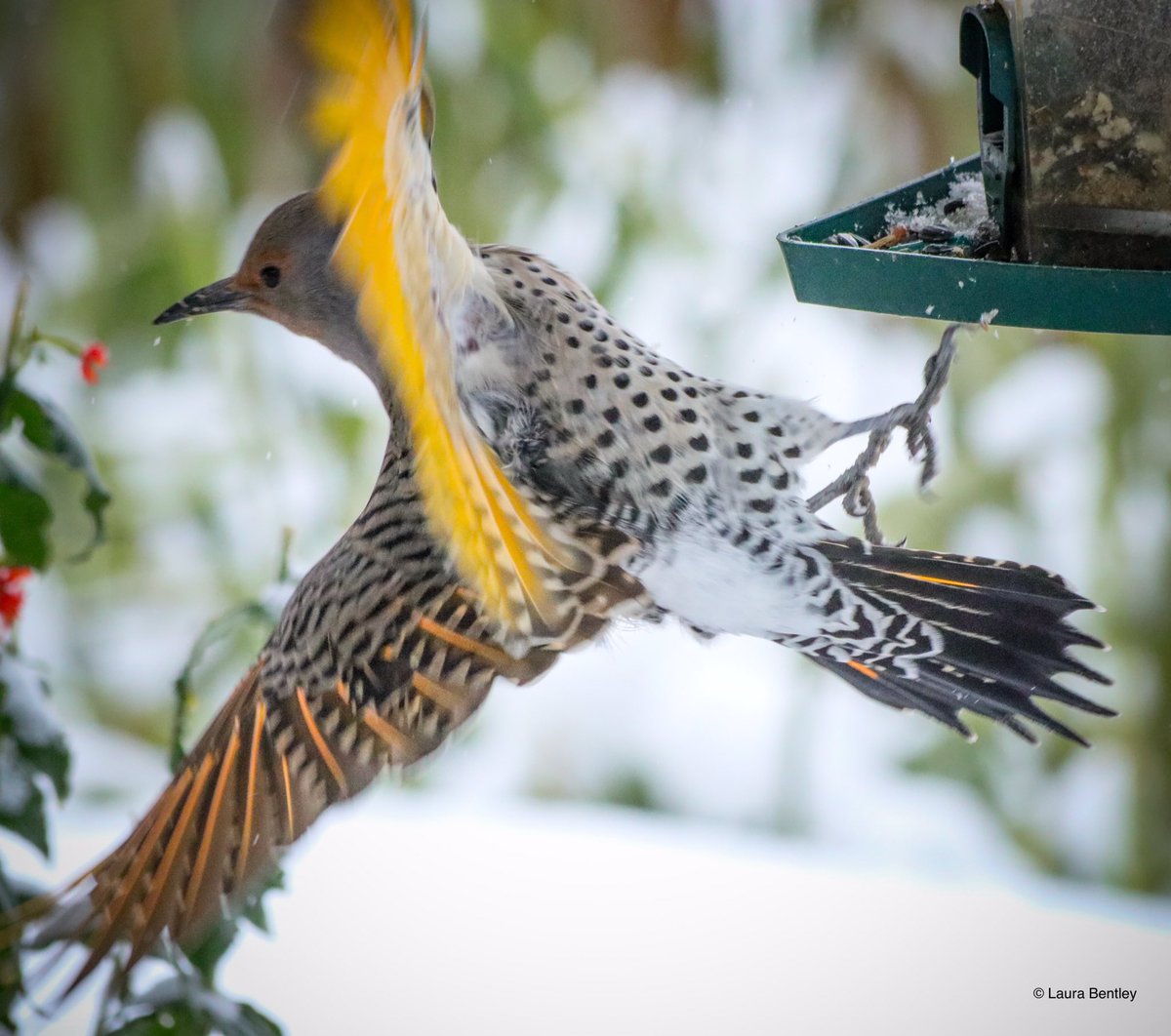 When a  #NorthernFlicker wants to show off their ❤️’s I take the invitation. This yellow shafted female has been a humorous welcome guest the past few days 😊 #BirdsAreBeautiful distractions for me.