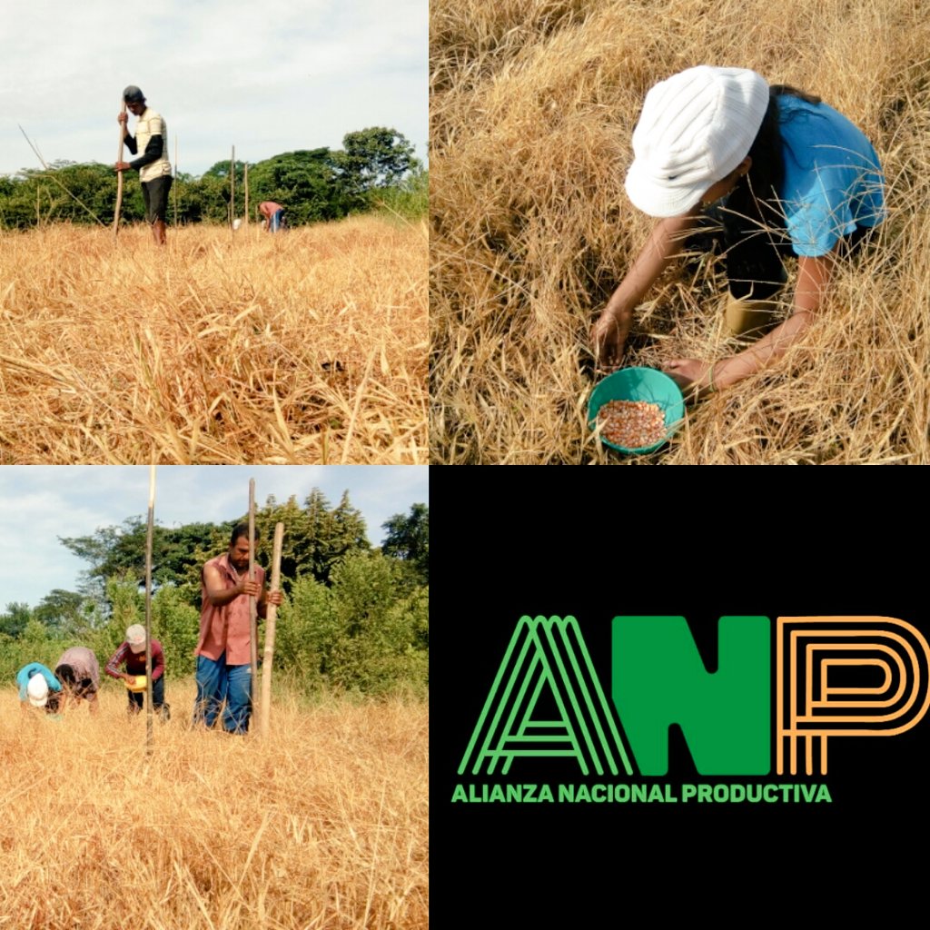 Venezuela un país q se niega a sucumbir ante el bloqueo económico, somos gente q trabaja y produce en familia, un nuevo modelo económico productivo, tod@s a la siembra del campo, hoy más q nunca seguimos impulsando la independencia agroalimentaria de nuestro pais #SoberaniaYPaz