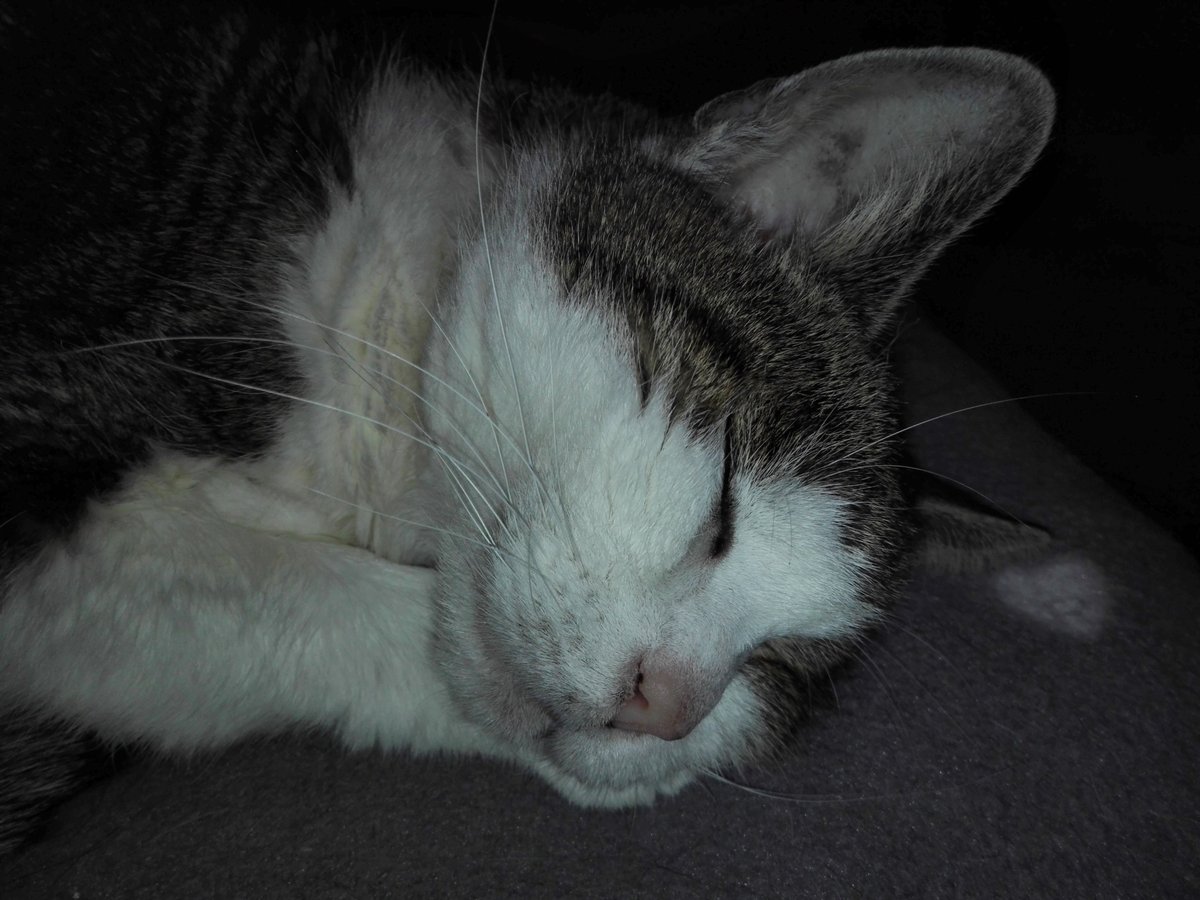 This #Throwbackthursday is for our #Angelcats Antonio &amp; Natascha. Now they are resting together on the same soft cloud waiting for the time when we will join them. We love you and miss you every moment. Love to all #CatsOfTwitter from Dakota, Zahira and Mama. 💚💚❤️