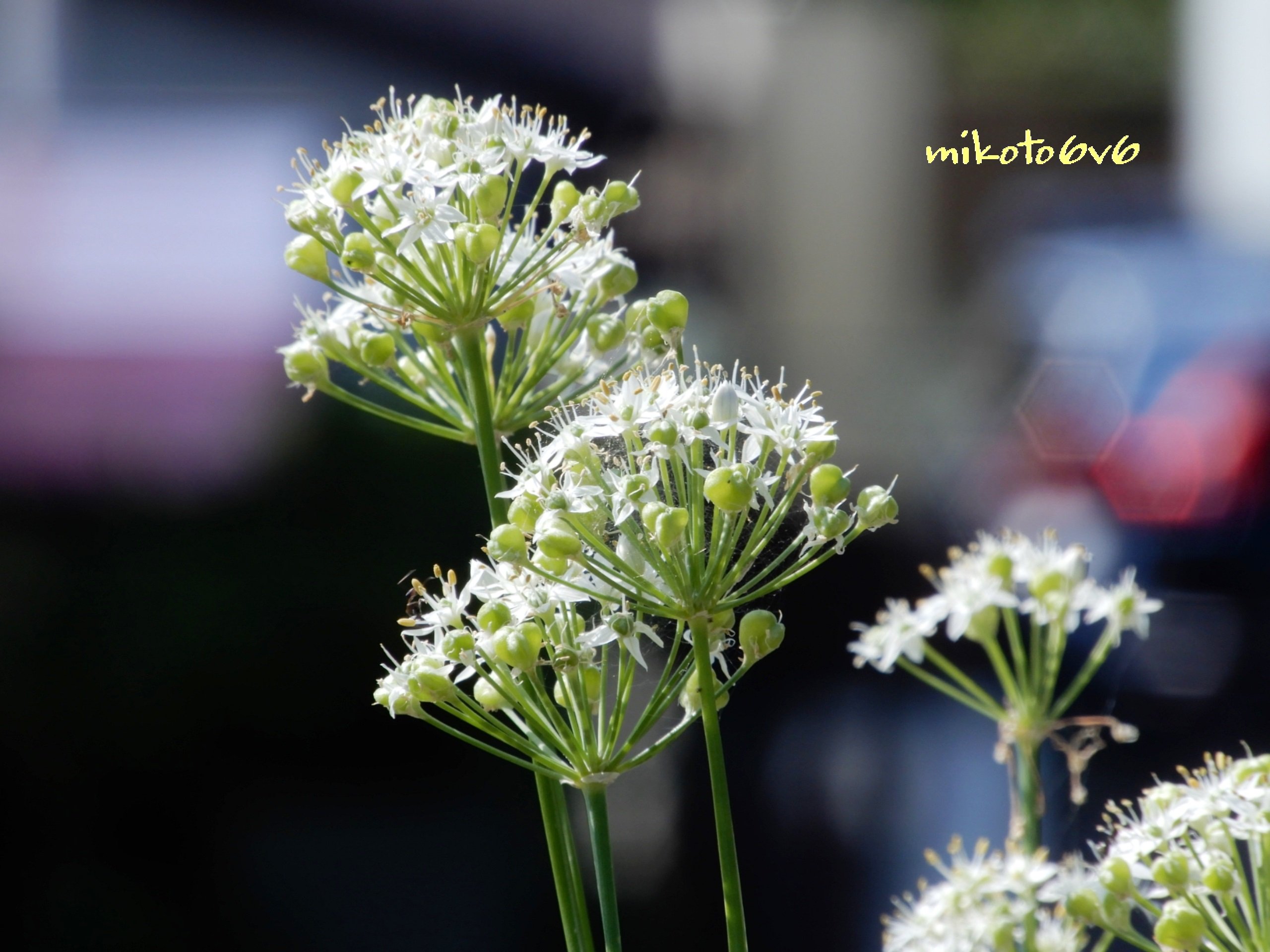 Mikoto カラカラに乾いた 立ち枯れのニラの花 実 黒い種がアクセントで 可愛かったなぁ 花言葉 多幸 星への願い 韮 にら イマハナ 花 ドライフラワー 冬 Alliumtuberosum Garlicchives Flower Dryflower Winter Slowlife Nikon