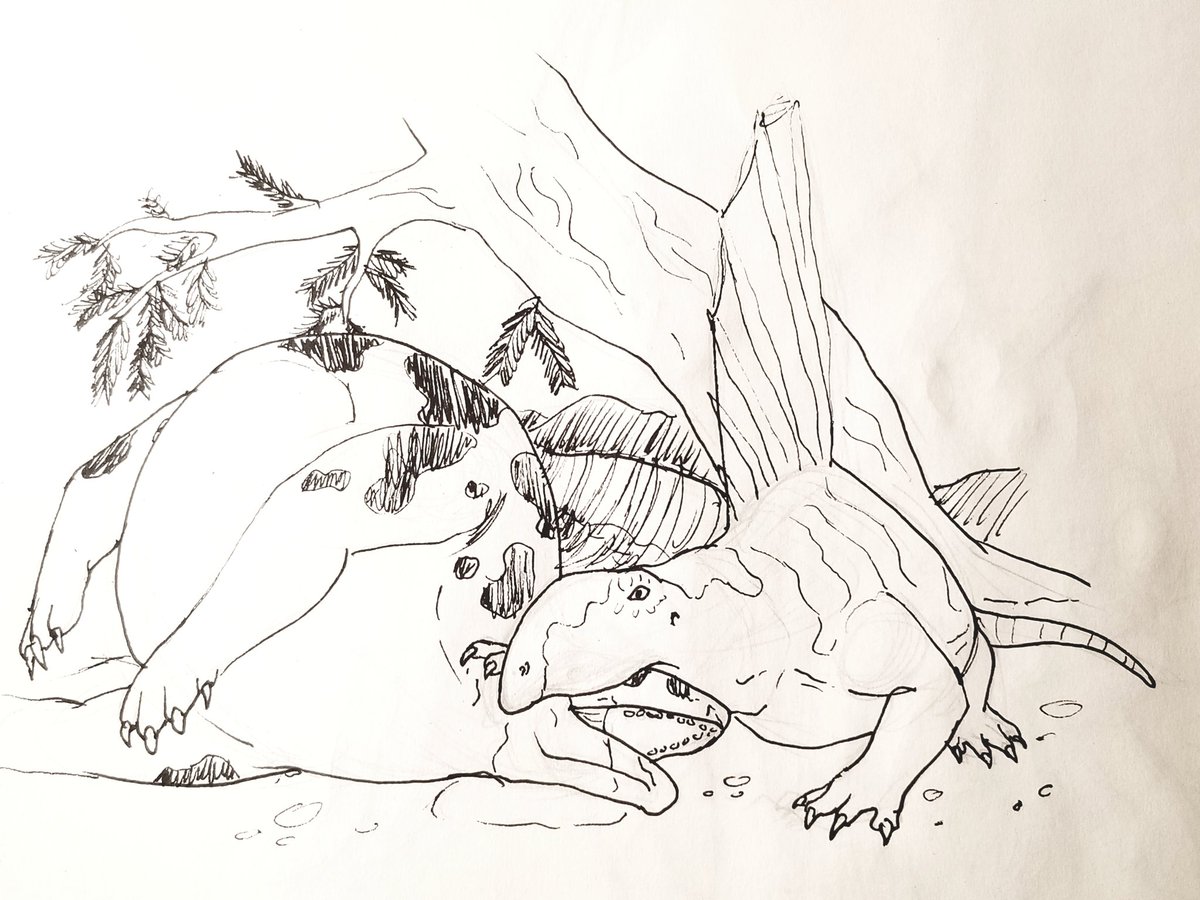 ddominusart's tweet photo. #inktober Day 2: Mindless

A young Dimetrodon, after killing an Edaphosaurus, opens its brain case to eat the brain within. #paleoart #dimetrodon #Inktober2019 https://t.co/FHPkVFQIm6