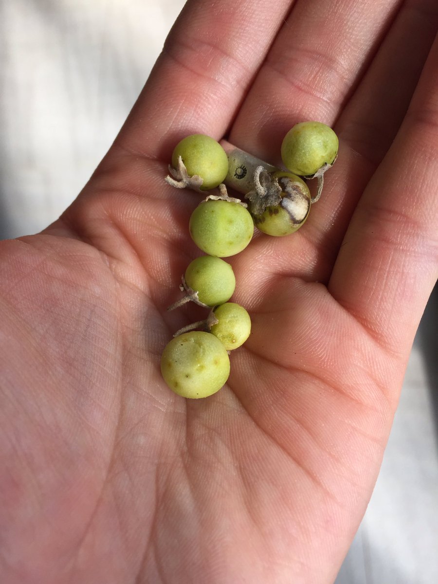 ThomHawthorne's tweet photo. Anyone grown Solanum orbiculatum from seed before and have any tips? @powerofplants3  #OzPlants https://t.co/A6wkpQUBCo
