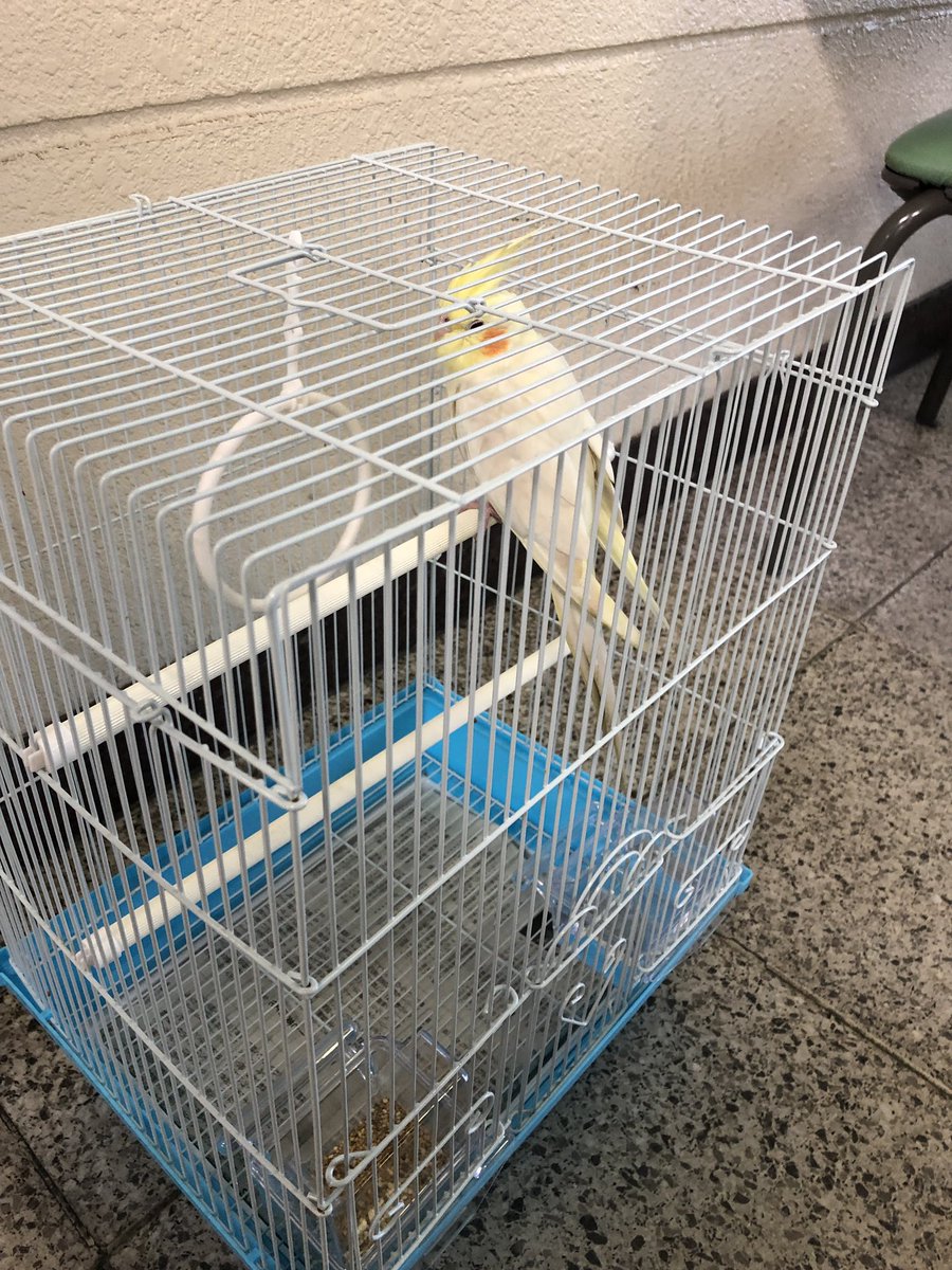 Rie0123Max's tweet photo. 今朝、我が家にやって来たインコは大垣警察署に届けました〜。飼い主さん早く迎えに行ってあげて下さい。 #インコ迷子 https://t.co/SF5Z2RWtQC