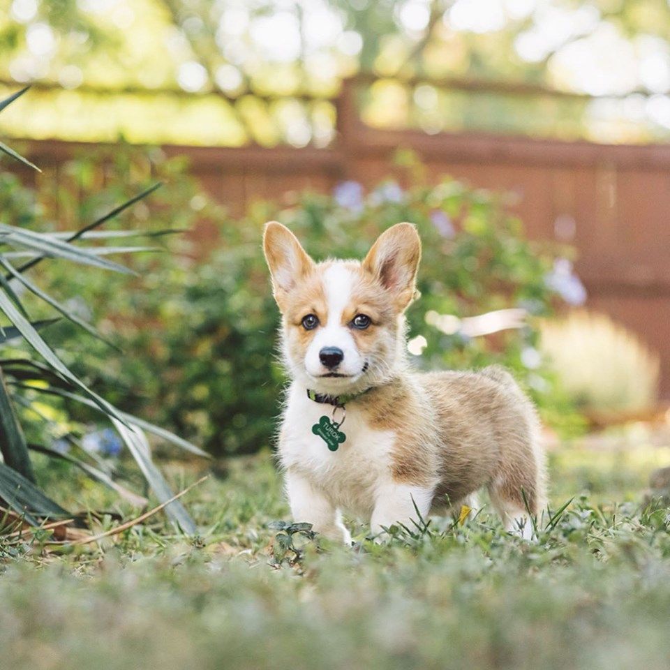 Turok, the 9wk old Corgi Muffin. We tried to post just one photo, but could only narrow it down to 4. Plz appreciate.