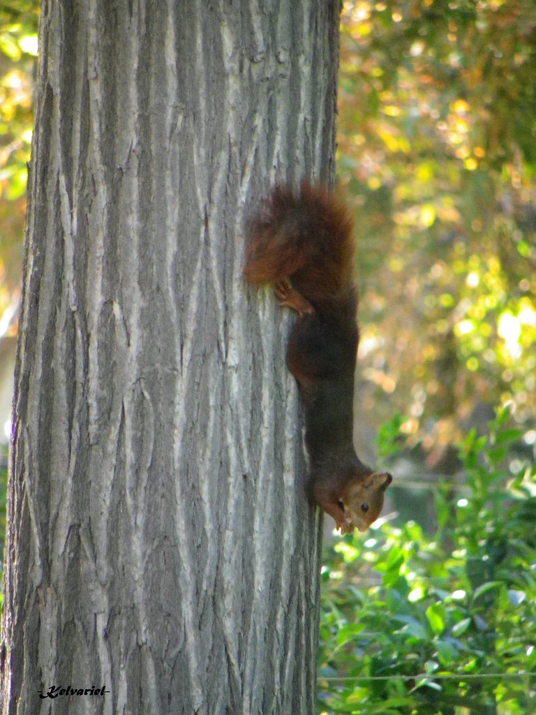 DailySquirrel__'s tweet photo. @asdb2b34🐿 https://t.co/CKLNmk28Qj