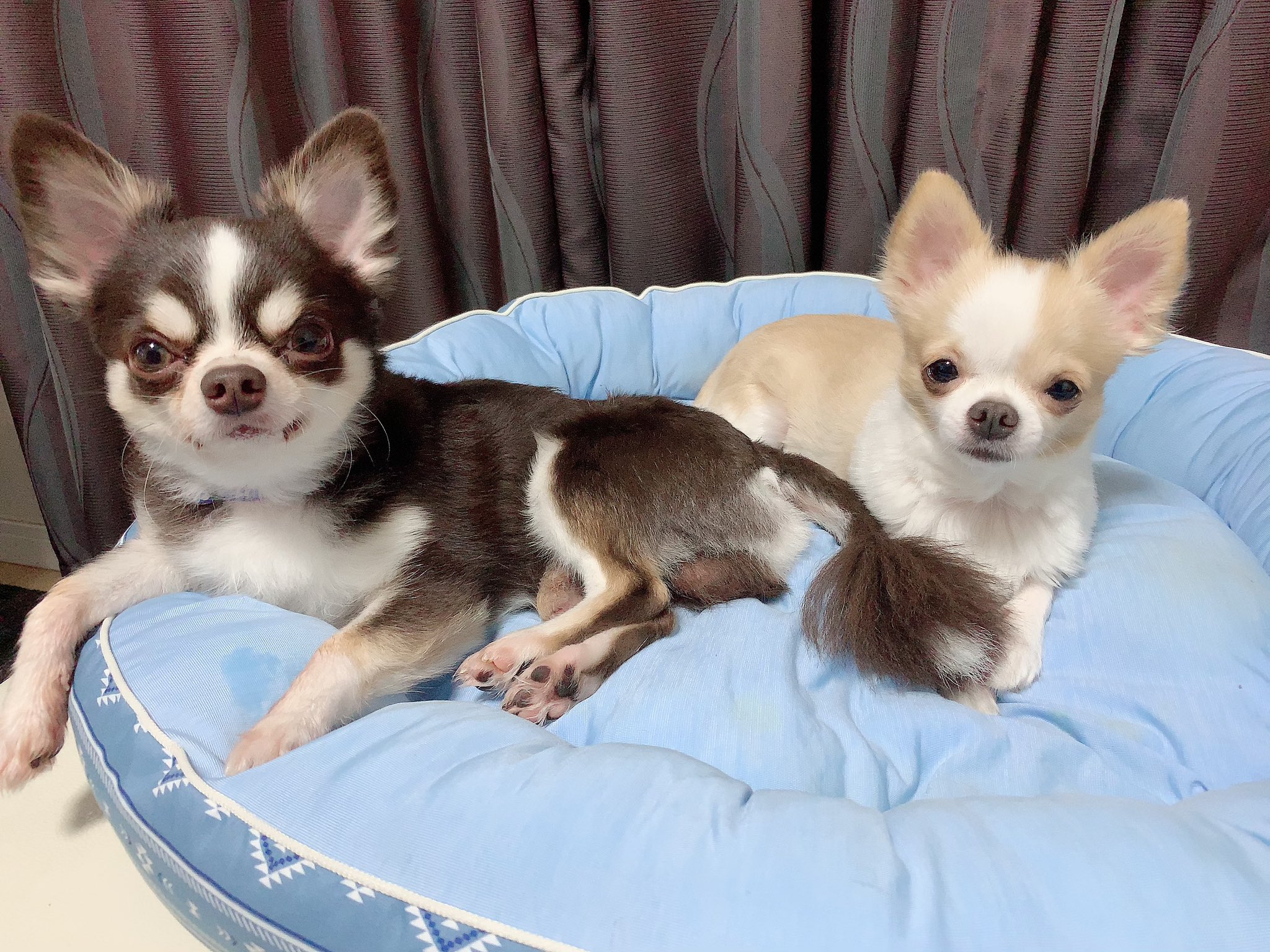 Aya 仲良しさん チワワ 多頭飼い 犬好きさんと繋がりたい T Co 5rq8oh8wdc Twitter