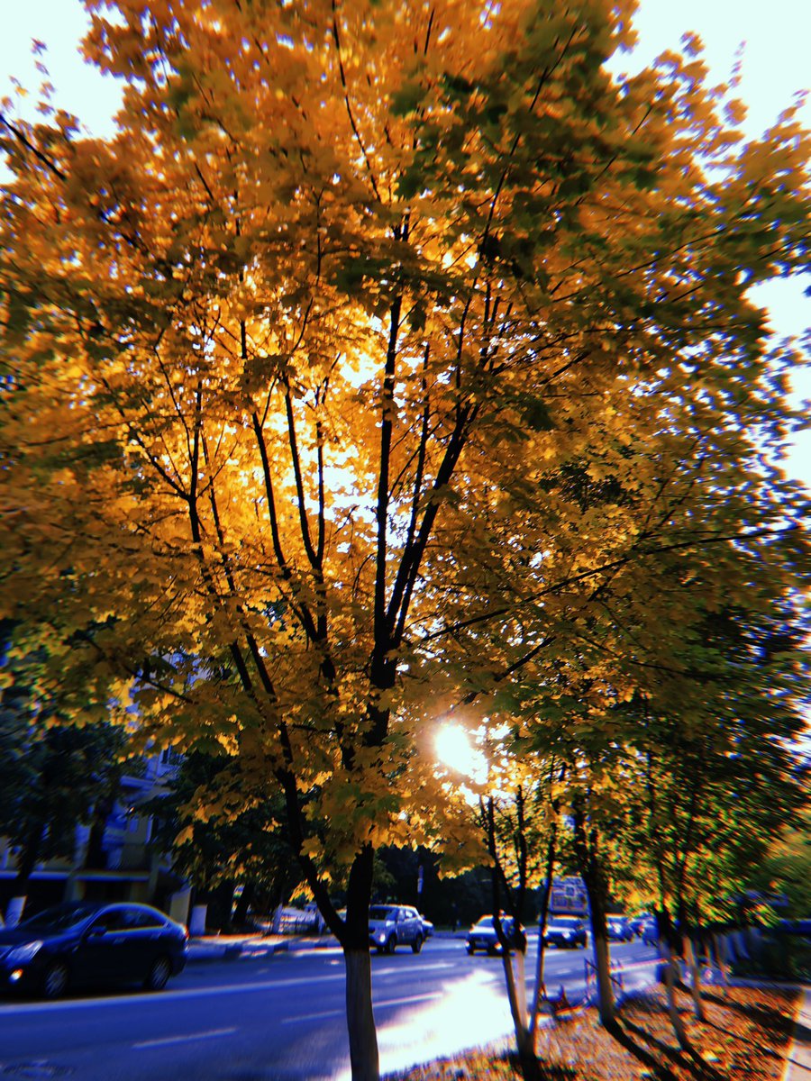 alina_ackles's tweet photo. 🍂🍁🍂 https://t.co/8A0gqZ8LS4