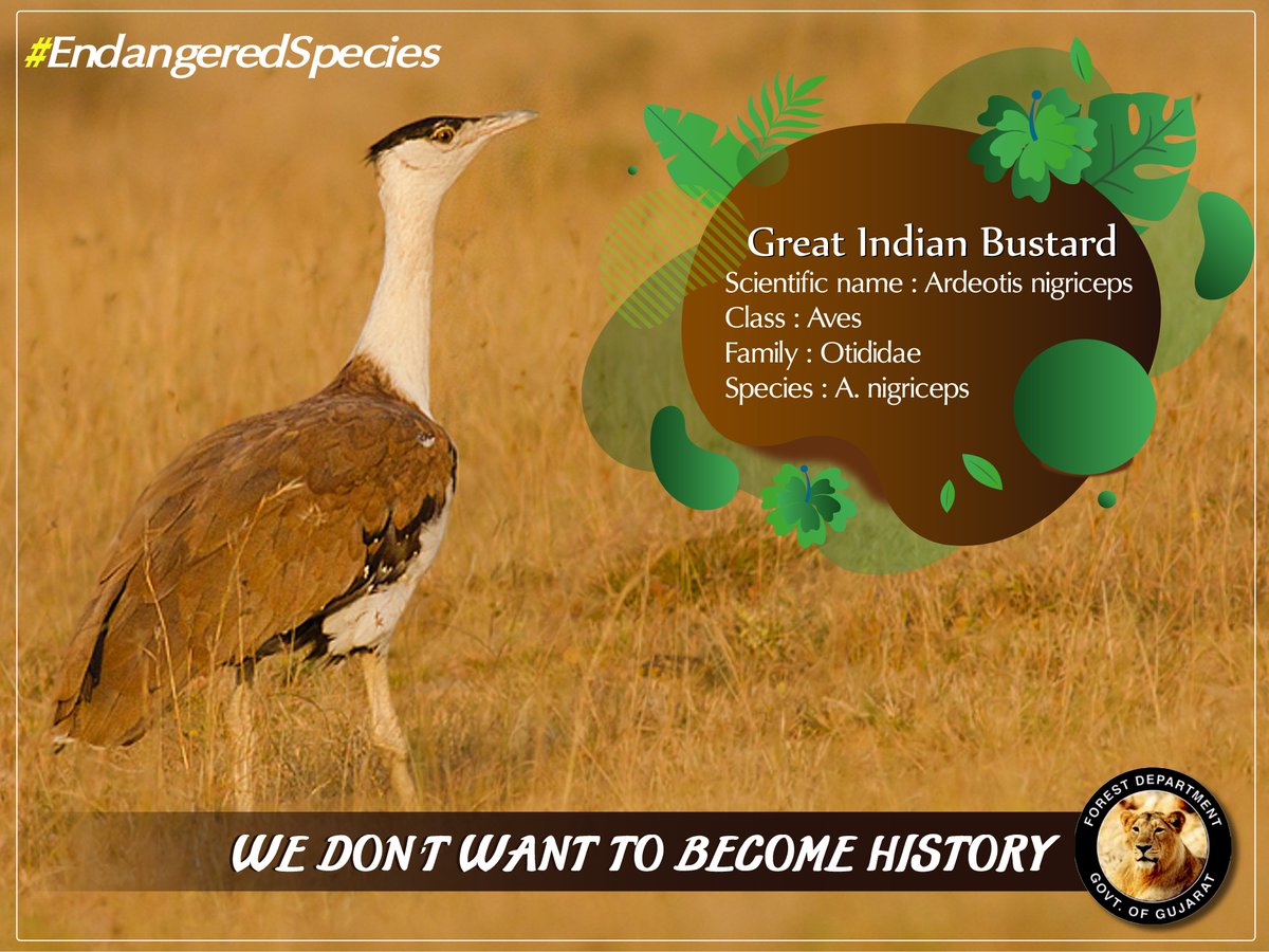 #GreatIndianBustard found in Indian sub-continent - located in #Naliya Grassland ,Kutch,Guj. It is heaviest among flying birds &amp; almost one meter in height. It is critically endangered due to hunting &amp; loss of habitat.

#Worldwildlifeweek2019 #EndangeredAnimals  #GujForestDept