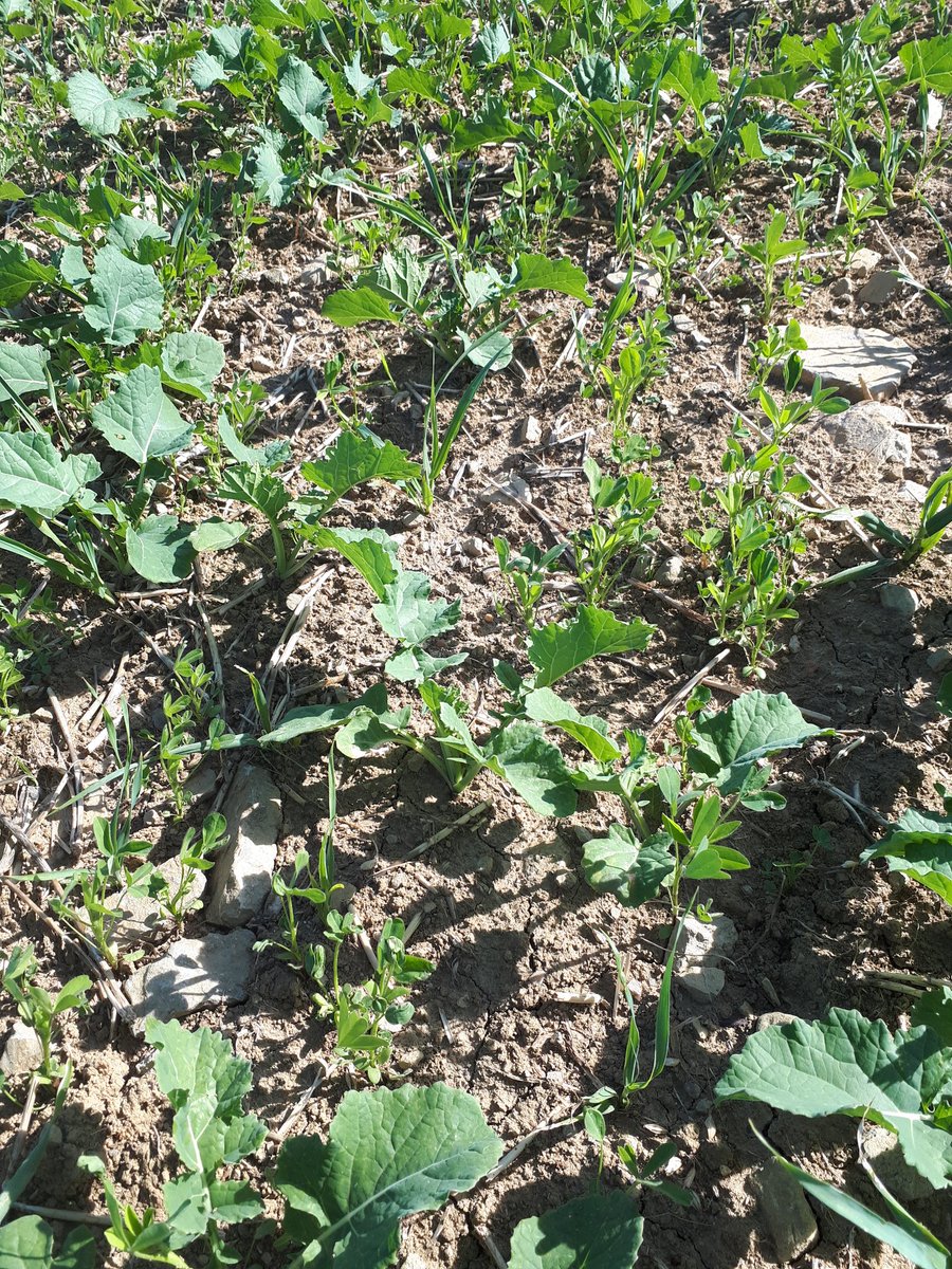 pierrecro tweet media